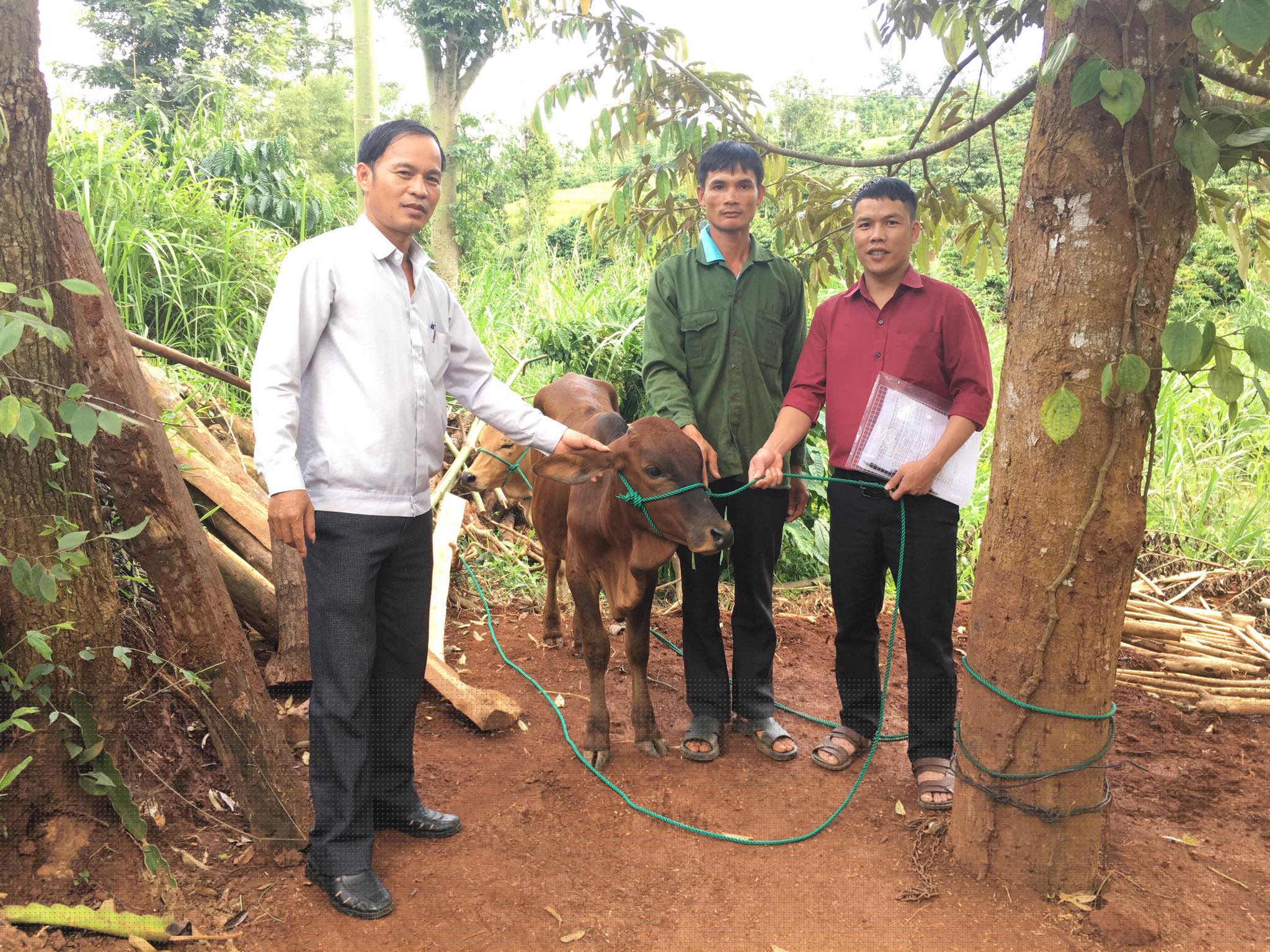 Ủy ban Mặt trận tổ quốc Việt Nam huyện Krông Búk hỗ trợ bò giống cho hộ nghèo